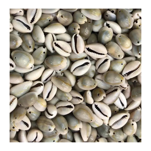 Cowrie Shell en couleurs naturelles assorties pour les projets d'artisanat et de design de 99 Gold Data Vietnam Cowrie Shell - Product Image 1