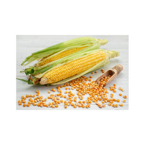 Maíz amarillo para alimentación Animal, no GMO, para consumo humano, Brasil, venta al por mayor - Product Image 5