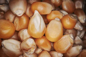 เมล็ดข้าวโพดสีเหลืองจากประเทศไทย/แอฟริกาเมล็ดข้าวโพดแห้งปราศจากจีเอ็มโอ - Product Image 3