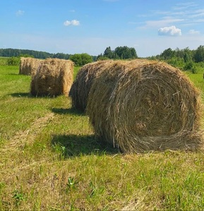 Foin d'alfalfa naturel de qualité supérieure pour chevaux et bovins, prix compétitif, emballage de 25 kg/sac pour les importateurs mondiaux - Product Image 6