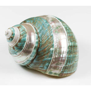 Coquille de Turquoise Naturelle Dorée 99, Grande Coquille de Jade Verte Bandée Polie pour Cadeau de Mariage Nautique et Coastal, Artisanat 10 - 12cm - Product Image 2