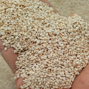 Graines de sésame blanches biologiques et conventionnelles de nouvelle saison 99.5% décortiquées naturelles pour la consommation humaine Produit agricole - Product Image 1