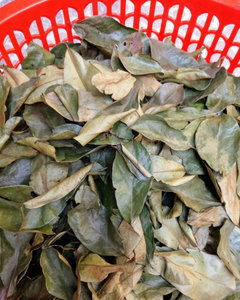 TÉ DE HOJA DE GUANÁBANA ORGÁNICA / EXPORTACIÓN DE VIETNAM - Product Image 1