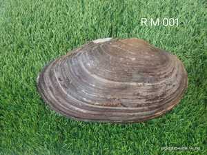 เปลือกหอยวัวเสือธรรมชาติขนาด1นิ้วเหมาะสำหรับนักออกแบบเครื่องประดับและร้านขายลูกปัดสำหรับจำหน่ายต่อในหลากหลายขนาด - Product Image 3