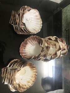 Coquilles Saint-Jacques de qualité supérieure provenant de fournisseurs vietnamiens à un prix abordable exportation en vrac - Product Image 5