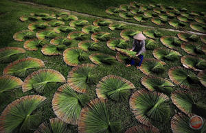 Pailles en herbe verte écologiques jetables pour les fêtes et les événements, pailles de fête en herbe verte du Vietnam - Product Image 6
