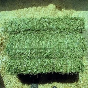 Hot Selling High Quality Alfalfa <b>Hay</b> for Cattle & Fish Feeding in <b>Bag</b> at Best Price - Product Image 1