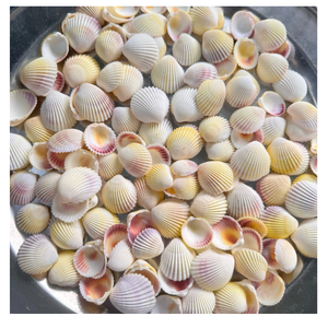 Conchas de océano pequeñas mixtas de 2-3cm para artesanos, ideas de decoración de verano y adornos de playa - Product Image 6