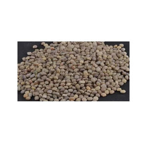 เมล็ดกัวมีจำนวนมากเพื่อส่งออกไปยังบริษัทผลิตหมากฝรั่งและอุตสาหกรรม - Product Image 1