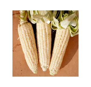 Yellow Corn/Maize for Animal Feed / YELLOW CORN FOR POULTRY FEED