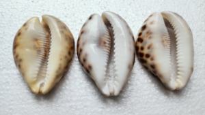 Coquillages de tigre taillés naturels sur mesure de taille 2.5 pouces idéaux pour être utilisés comme pendentifs par les créateurs de bijoux - Product Image 2