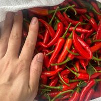 Fresh Raw Red Chili From Vietnam 30kg/pack for Green Chili and Dry Ginger Mixed Spice Recipes