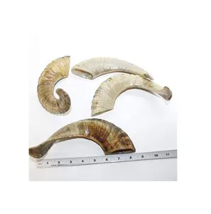 Cuerno de oveja y artículos decorativos y cuerno de carnero natural Cuerno de oveja natural Estilo Shofar Pieza de embalaje - Product Image 1
