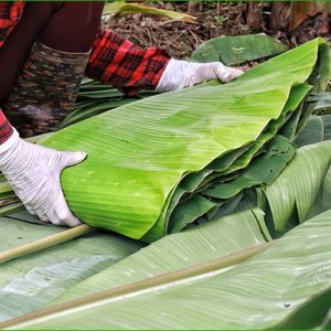 Hoja de plátano congelada de alta calidad para uso de exportación de envasado de alimentos - Product Image 5