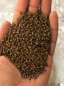 VENTE CHAUDE 2023 BON PRODUIT CASSIA TORI SEED DE BLUELOTUS VIETNAM POUR LE TERRAIN DE JEUX POUR ENFANTS - Product Image 4