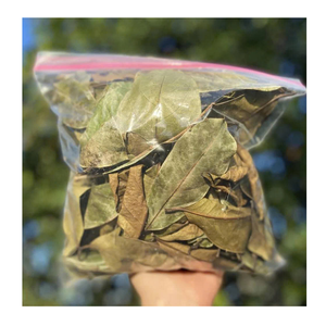 Hojas de Guanábana secas de alto aroma para Hojas de Guanábana secas de té de Vietnam para exportadores globales - Product Image 4