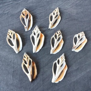 Tranches de coquillages artisanaux en forme de spirale pour décor côtier, présentoirs de mariage et projets faits à la main - Product Image 2