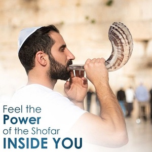 Jewish Shofar Horn From Israel Authentic Polished Shofar Size 30 cm - 35 cm 11.8 Inch - 13.77 Inch - Product Image 6