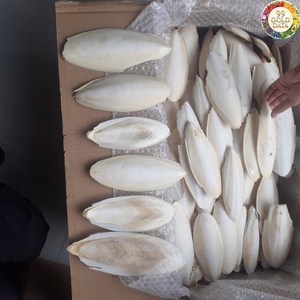 Matériel marin séché propre Os de seiche du Vietnam Idéal pour les accessoires pour animaux de compagnie et la production artisanale - Product Image 4