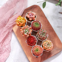 Pots de fleurs carrés en plastique PP clair Mini conception de table moderne pour plantes succulentes de jardin Plantes miniatures Style classique pour sol