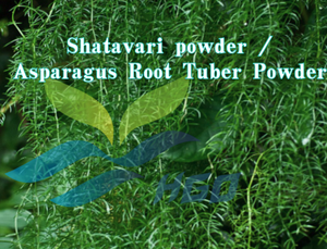 HGO Fournisseur direct d'usine de poudre de Shatavari pure naturelle, poudre de tubercule de racine d'asperge, qualité alimentaire 5:1 10:1 20:1, poudre moulue - Product Image 2