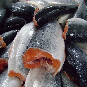 Barriga de salmón congelada en venta / Cabeza de salmón eviscerada en forma de V, salmón congelado, salmón rey congelado - Product Image 3