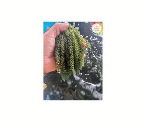 Raisins d'algues de qualité supérieure: frais, de haute qualité pour la nourriture, provenant des meilleurs fournisseurs vietnamiens pour les cuisines internationales - Product Image 1