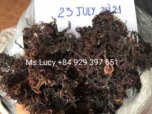 สาหร่ายทะเลไอริชตากแห้งสาหร่ายทะเลสูตรพิเศษจากเวียดนาม/มิลลี่ + 84 906927736 - Product Image 2