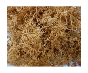 Mousse de mer irlandaise séchée naturelle de haute qualité du Vietnam - Product Image 6