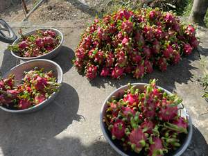 Fruta de dragón vietnamita fresca de la granja con fruta de fuego y frescura entregada directamente - Product Image 6