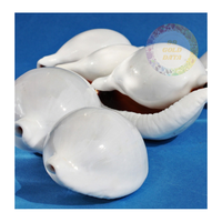 Fourniture en gros de coquillages Ovula Ovum de qualité supérieure-Coquilles d'oeufs cauri exquises une finition naturelle brillante pour l'artisanat à grande échelle