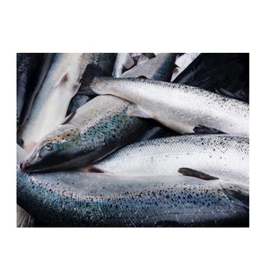 Prix promotionnel Saumon atlantique entier frais/congelé, processus de congélation IQF, qualité supérieure, emballage sous vide, faible teneur en sodium - Product Image 5