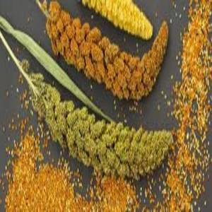 Millet entier séché non-glutineux en vente - Product Image 5