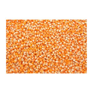 Maíz Amarillo Glutinoso Seco a Granel para Consumo Humano - Product Image 5