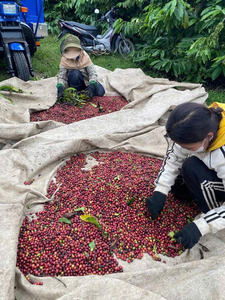 HANCOFFEE Vietnam Nouveaux Grains de Café Vert Arabica - Prix le Plus Bas - Meilleur Prix - Grade 3 Grains de Café Brut Non Torréfiés - Product Image 3