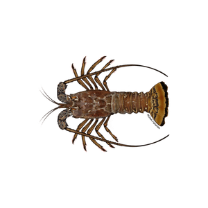 หางเรียบหนามกุ้งมังกรสำหรับผู้ซื้อจำนวนมากที่มีคุณภาพสม่ำเสมอ - Product Image 1