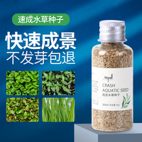 Plantes aquatiques en gros de l'usine YEE pour l'aménagement paysager des aquariums, plantes aquatiques vivantes et fraîches, graines