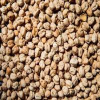Pois bruns séchés, entièrement nettoyés à la machine, qualité Sortex, origine Éthiopie, séchés à l'air, culture courante, pois chiches bruns, emballage en vrac