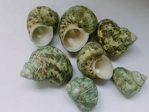 Coquillages marins mélangés Décoration de mariage Thème de plage Coquillages Décoration de la maison Matériel organique du Vietnam Tracy - Product Image 4