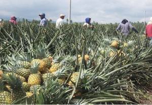Reine Ananas frozen Vietnam Ananas Comosus Ananas frozen exportation Ms sofia - Product Image 6