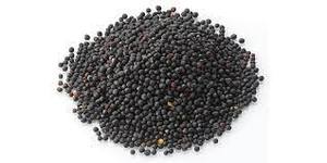 เมล็ดเรพซีดแห้งแปรรูปดิบเพื่อการเกษตรและการใช้อาหาร - Product Image 5