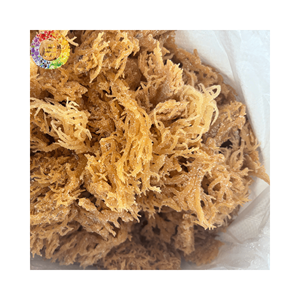 Musgo marino fresco seco natural, algas marinas de musgo irlandés sin sal para gel de musgo marino, Eucheuma Cottonii artesanal, bolsa de 25kg - Product Image 5