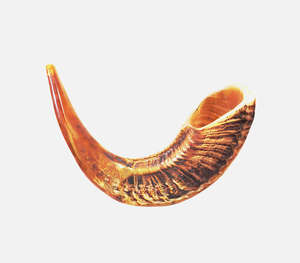 Authentique Chofar en corne de buffle naturelle polie, artisanal, avec des crêtes profondes et robustes gravées et des tons ambrés riches, traditionnel - Product Image 1