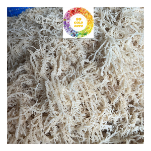 Venta al por mayor de algas secas Premium de musgo de mar irlandés limpio Eucheuma Cottonnii calidad de gran tamaño ideal para ensalada Seamoss - Product Image 2
