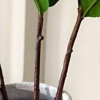Plantes artificielles Real Touch Greenery, feuilles de Ruscus italien et de Camélia, pour arrangements de mariage et décoration intérieure