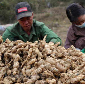 Jengibre fresco Premium de Vietnam/Alta calidad y sabor/Sra. Jessi - Product Image 6