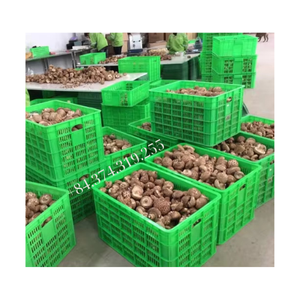 Setas shiitake secas orgánicas fuente saludable de proveedores de especias al por mayor de Vietnam para uso alimentario - Product Image 5