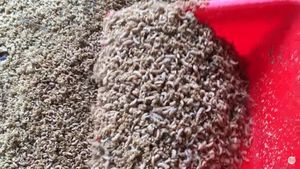 HIGH QUALITY ANIMAL FEED From Vietnam / SOLDIER LARVAE POWDER - Product Image 5