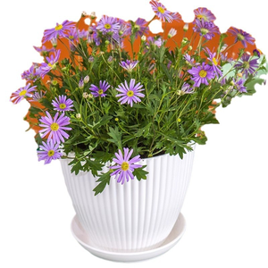 <span class=keywords><strong>Pot</strong></span> <span class=keywords><strong>de</strong></span> <span class=keywords><strong>fleur</strong></span> en plastique nervuré avec soucoupe, jardinière <span class=keywords><strong>de</strong></span> couleur unique pour plantes d'intérieur et d'extérieur, trou <span class=keywords><strong>de</strong></span> drainage (plusieurs couleurs disponibles) - Product Image 4