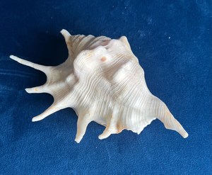 WHELK grand coquillage LAMPE DÉCOR ORMEAU COQUILLE EN BOIS BASE GRAND COQUILLE DE MER JOLI SOUVENIR CADEAU - Product Image 4